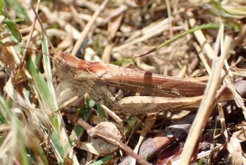 Chorthippus sp.